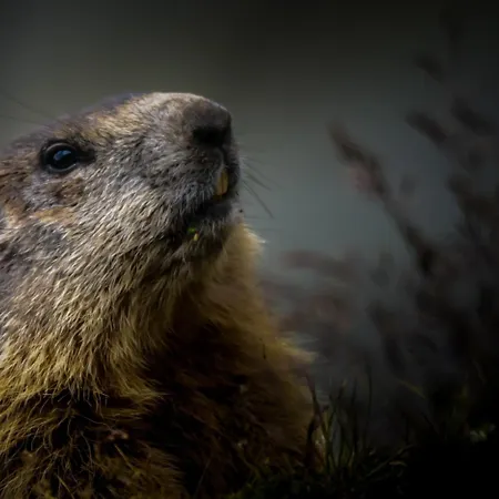 فندق Berghotel-gasthof Gstrein