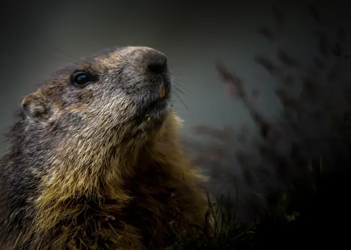 Hotel Berghotel-gasthof Gstrein